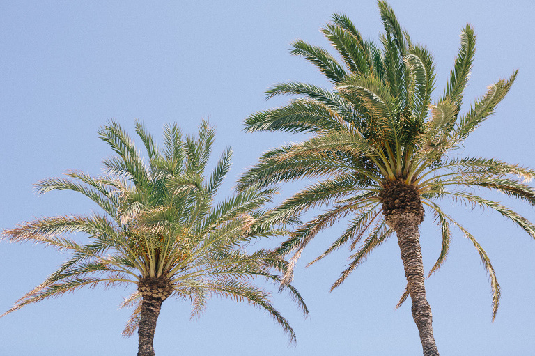 Palm trees in Valencia, Spain