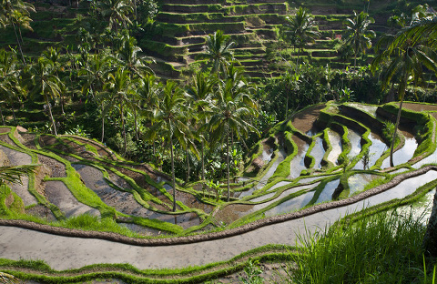 Things to do in Bali with kids - Tagalalang Rice Terrace